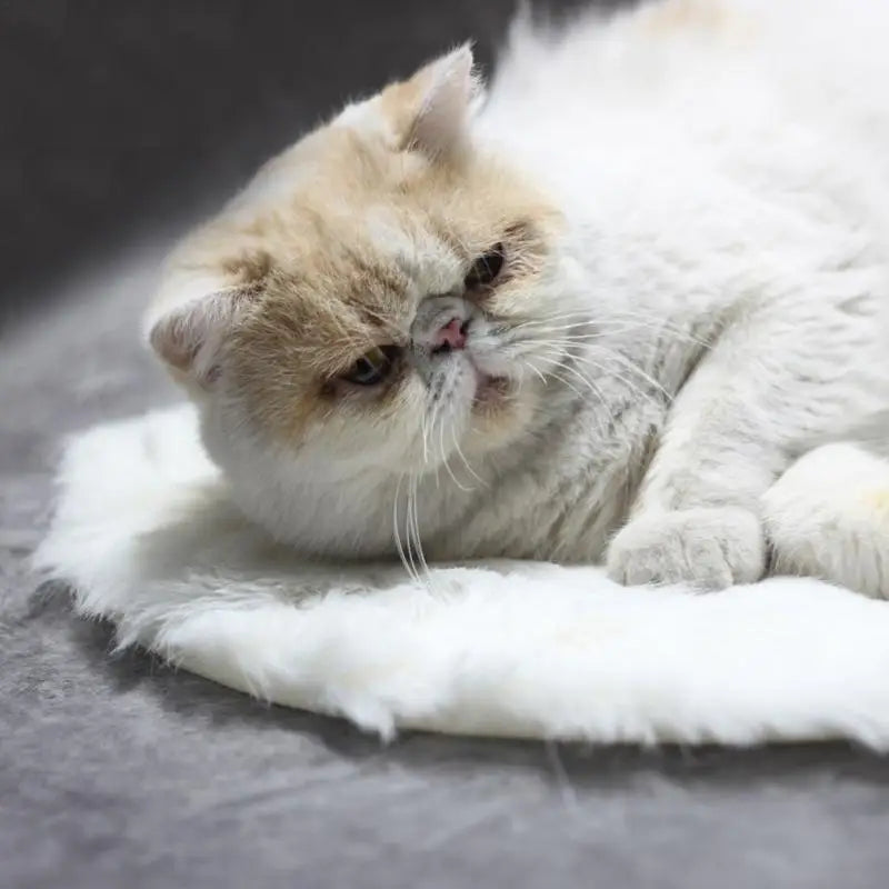 Warm Electric Blanket for Dogs and Cats Indoor Heating Pad
