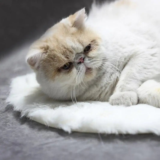 Warm Electric Blanket for Dogs and Cats Indoor Heating Pad